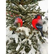 Снегири окр. 1+1