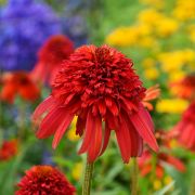 Эхинацея Хот Папайя Р9