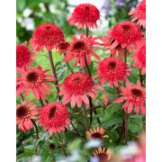 Эхинацея Расбери Траффл Р9