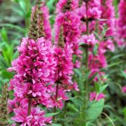 Дербенник Роберт 1шт  весна