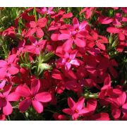 Флокс шиловидный Ред Вингс Р9