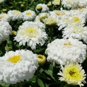 Нивяник махровый Макарун Р9