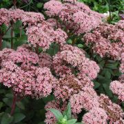 Очиток видный Матрона (седум) Р9