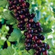 Смородино-крыжовниковый гибрид Йошта Крона С1