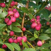 Голубика Пинк Лимонад 2л