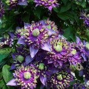 Клематис Тайга С1