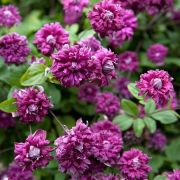 Клематис Пурпуреа Плена Элеанс С1