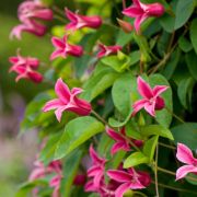 Клематис (княжик) Дачес оф Албани С1