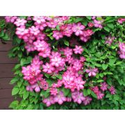 Клематис Вилль де Леон С1