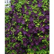 Клематис Негритянка С1