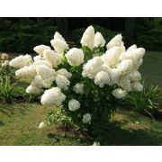 Гортензия метельчатая Полярный Медведь С2