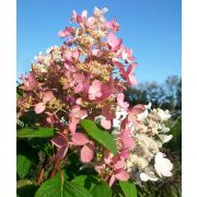 Гортензия метельчатая Пинк Клауд С4