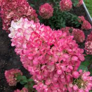 Гортензия метельчатая Строберри Блоссом С2