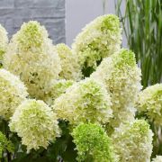 Гортензия метельчатая Скайфол С2