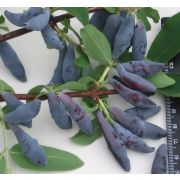 Жимолость Гордость Бакчара С2