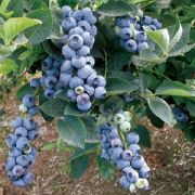 Голубика Блю голд С1,5