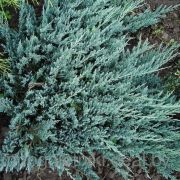 Можжевельник горизонтальный Блю Чип Р9 весна