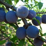 Слива Ренклод Мичуринский С4