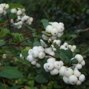 Снежноягодник Белый С1,5 весна