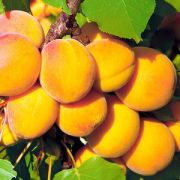 Абрикос Царский С4