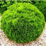 Туя западная Даника Р9 весна