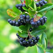 Арония сливолистная Неро С2 весна