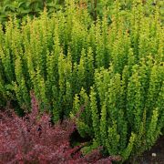 Барбарис Тунберга Эректа С2