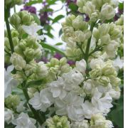 Сирень Память о Колесникове С1,5 весна