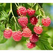 Малина Хейса С1,5