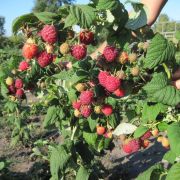 Малина Таруса С3 (весна)