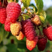 Малина Каскад Де Ляйт С2