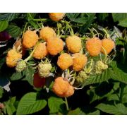 Малина рем. Янтарное Садко С2