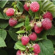 Малина Глен Ди С2 весна