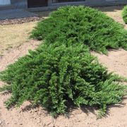 Можжевельник средний Минт Джулеп С1,5