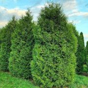 Туя Западная Брабант ЗКС С2
