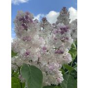 Сирень Красавица Москвы С1,6