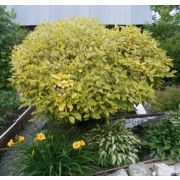 Дерен Шпетти (Сизый) С3