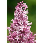 Сирень Венгерская С3