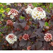 Пузыреплодник Дьябло С3