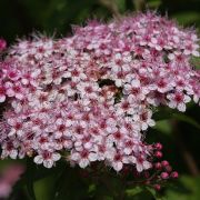 Спирея японская Спарклинг Шампань С5 весна