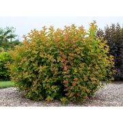 Пузыреплодник калинолистный С3