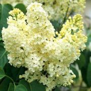 Сирень Примроуз  С2