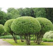 Ива Козья шаровидная С2