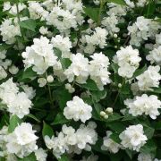 Чубушник Эльбрус С2