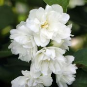 Чубушник Мажори С3