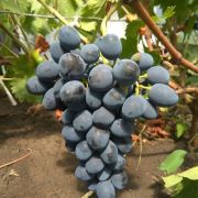 Виноград Забава 0,8