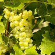 Виноград КишМиш-342 0,8