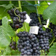 Виноград Фиолетовый С2