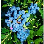 Голубика Река Р9