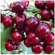 Вишня Жуковская С4